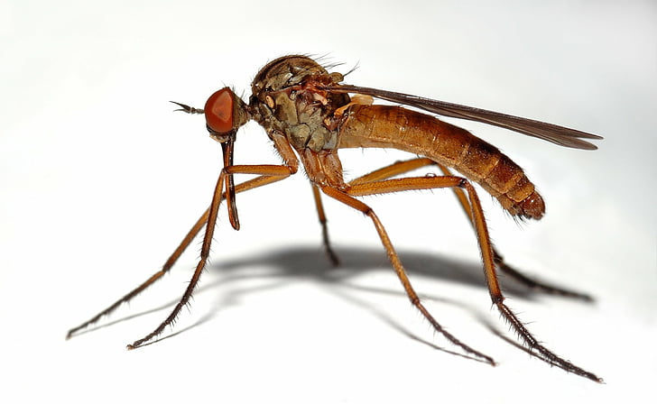 Animale, zanzara, primo piano, insetto, macro, moscerino, Sfondo HD