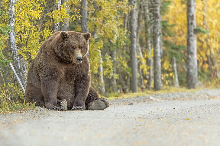brown bear, nature, background, bear, HD wallpaper
