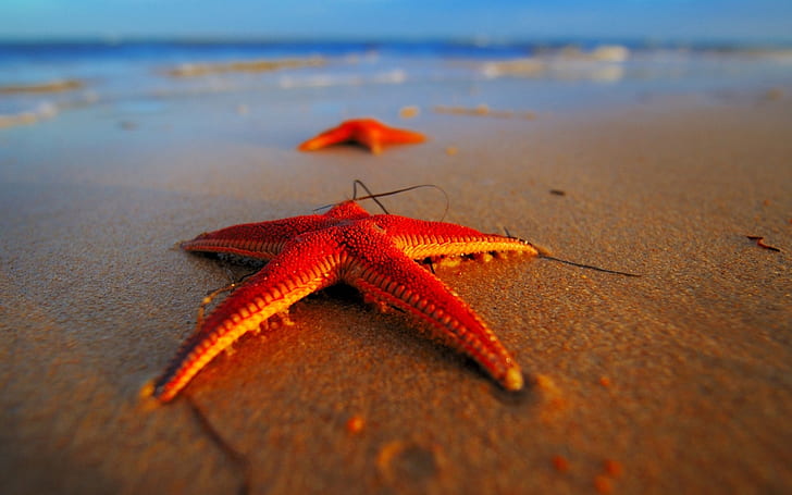 Tarde playa estrella de mar de cerca, dos estrellas de mar de color naranja, noche, playa, estrella de mar, Fondo de pantalla HD