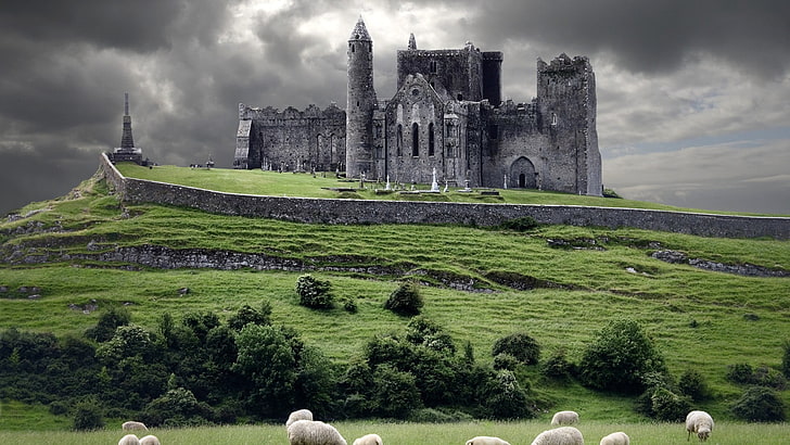 сив бетонен замък, замък, животни, пейзаж, Ирландия, руини, овце, HD тапет