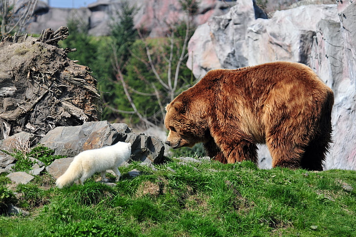 кафява мечка и бяла лисица, мечка, мечка гризли, арктическа лисица, трева, скали, HD тапет