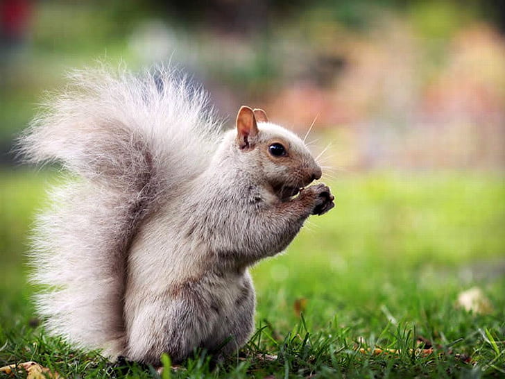 Cool Cute Cute Squirrel Animals Squirrels HD Art , Cool, picture, cute, squirrel, HD wallpaper