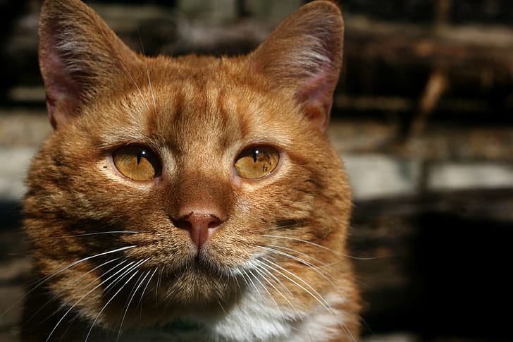 kedalaman fotografi lapangan kucing oranye kucing, kucing, tempat tinggal, kedalaman lapangan, fotografi, kucing oranye, kucing kucing, kucing kucing, proyek, kucing domestik, hewan peliharaan, hewan, lucu, di luar ruangan, kucing, kucing, mencari, alam, Wallpaper HD
