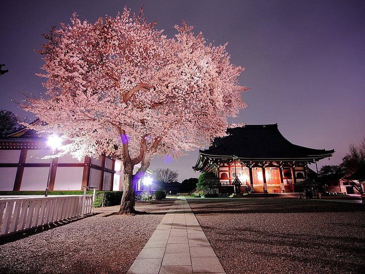 вишневое дерево, природа, Япония, вишневый цвет, HD обои