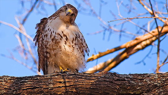 brown and white eagle, birds, hawk (animal), HD wallpaper HD wallpaper