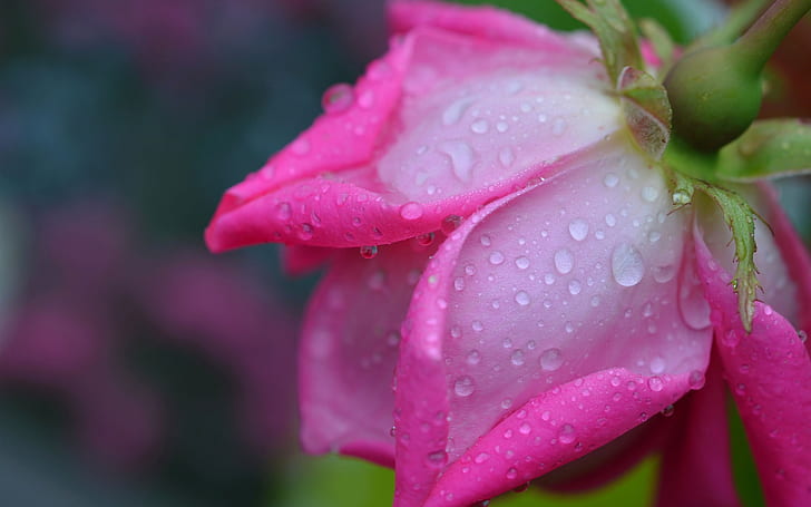 Fotografi makro mawar, kelopak merah muda, tetesan air, Mawar, Makro, Fotografi, Merah muda, Kelopak, Air, Tetes, Wallpaper HD