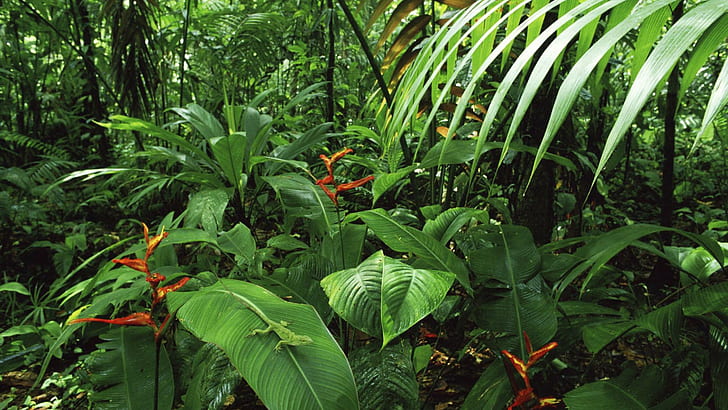 Selva tropical, árboles, naturaleza, maleza, selva tropical, naturaleza y paisajes., Fondo de pantalla HD