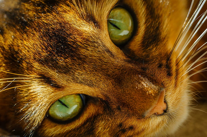Cats Eyes Blick Snout Animals Gratis skrivbordsbakgrund, katter, djur, bakgrund, desktop, ögon, blick, nos, HD tapet