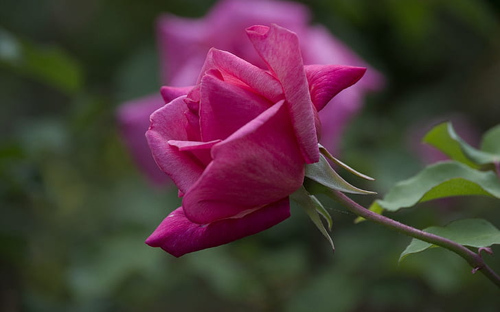 Пурпурная роза, роза, HD обои