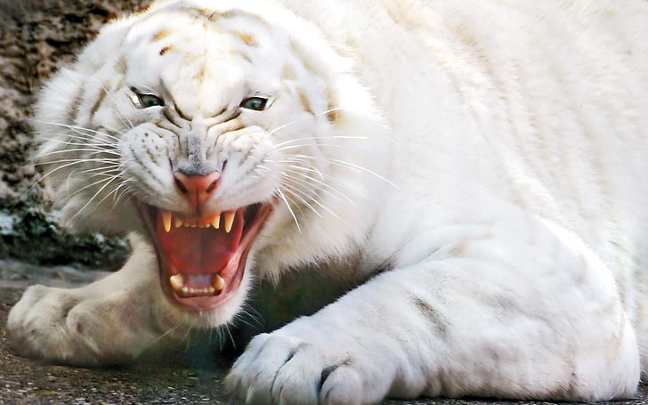 Angry White Tiger, white tiger, Animals, Tiger, white, angry, big teeth, HD wallpaper