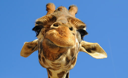 Giraffa divertente, giraffa, animali, selvaggio, divertente, giraffa, Sfondo HD HD wallpaper
