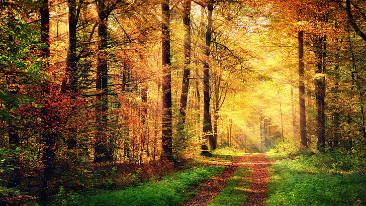 bosco, foresta, sentiero nel bosco, sentiero, bosco in autunno, luce del sole, raggio di sole, raggio di sole, vegetazione, autunno, sole, paesaggio autunnale, deciduo, colori autunnali, Sfondo HD