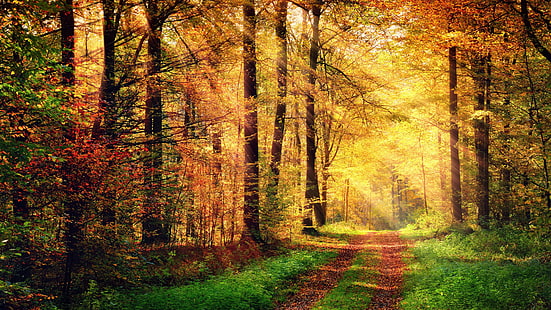 woodland, forest, forest path, path, autumn forest, sunlight, sunbeam, sun ray, vegetation, autumn, sunshine, autumn landscape, deciduous, autumn colors, HD wallpaper HD wallpaper