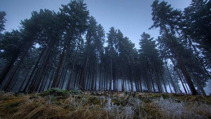 hohe grüne Bäume, Natur, Wald, Bäume, Nebel, HD-Hintergrundbild