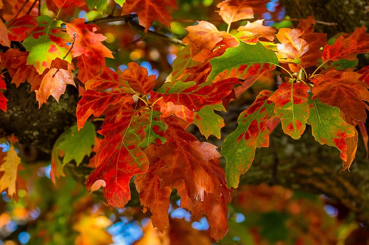 autumn, leaves, macro, oak, HD wallpaper