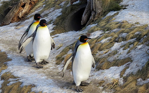 Tiere, Pinguine, Vögel, HD-Hintergrundbild HD wallpaper