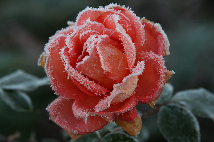 frozen red rose, cold, frost, autumn, flower, macro, flowers, nature, background, Wallpaper, rose, plant, roses, HD wallpaper