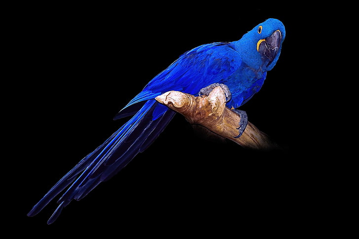 animal, background, birds, black, blue, Hyacinth, macaw, parrots, HD wallpaper