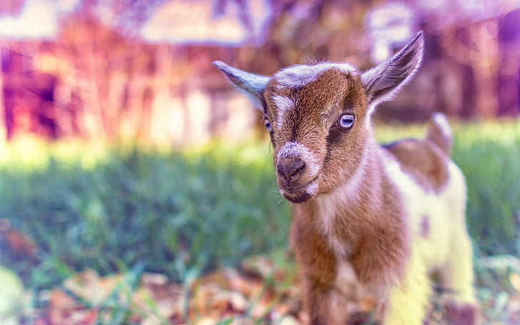 Cute Goat Baby, животные, коза, милый, малыш, розовый, HD обои