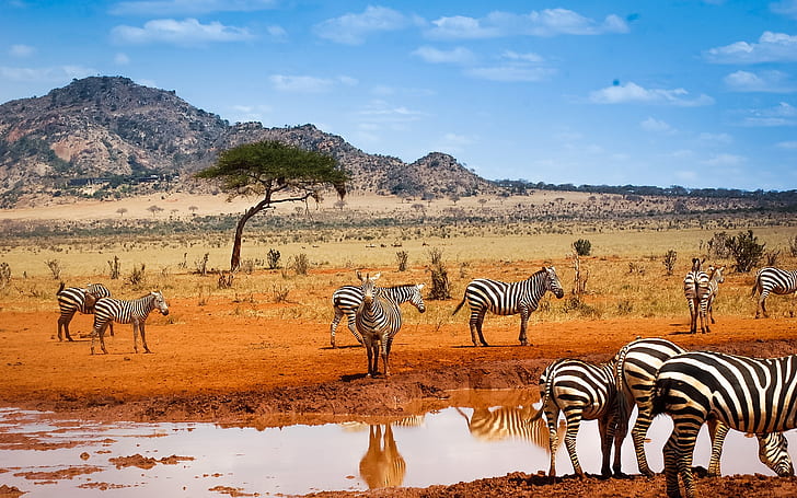 Safari de Kenia, cebras, agua, cielo azul, Kenia, Safari, cebras, agua, azul, cielo, Fondo de pantalla HD