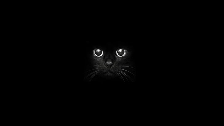 ภาพประกอบแมว, แมว, ดวงตา, ​​แมวดำ, สัตว์, ฝันร้าย, กลางคืน, วอลล์เปเปอร์ HD