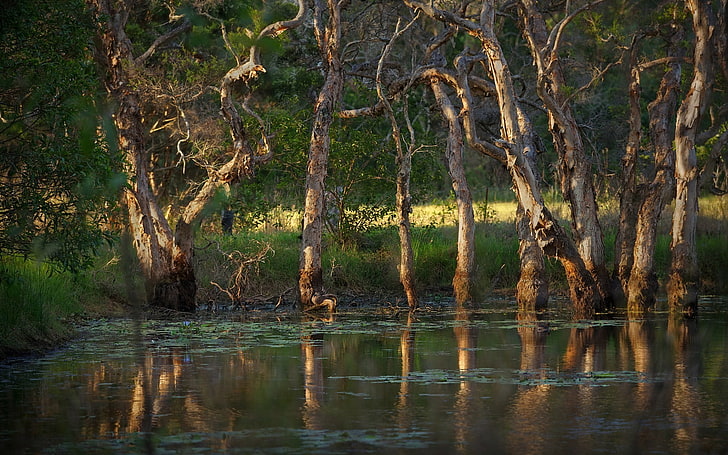 naturaleza, agua, pantano, Fondo de pantalla HD