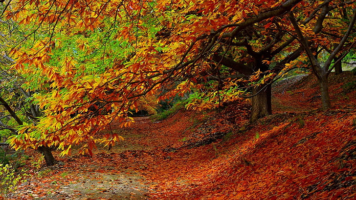 orange Ahornblatt, fallende Blätter Foto, Natur, Bäume, Wald, Blätter, Fall, Pflanzen, Pfad, Niederlassung, bunt, HD-Hintergrundbild