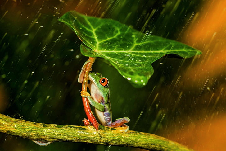 Żaby, rzekotka drzewna, zwierzę, żaba, liść, deszcz, rzekotka drzewna, Tapety HD