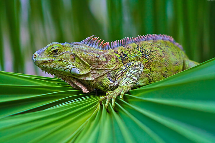 iguana, 6k, verde, Sfondo HD