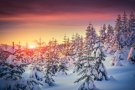 8k, 4k, 5k, pinos, nieve, puesta de sol, invierno, Fondo de pantalla HD HD wallpaper