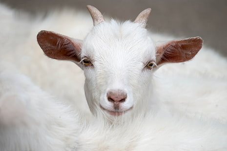white goat, white, horns, goat, HD wallpaper HD wallpaper
