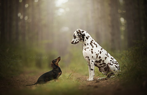 forest, bokeh, two dogs, Dalmatian, Dachshund, peepers, HD wallpaper HD wallpaper