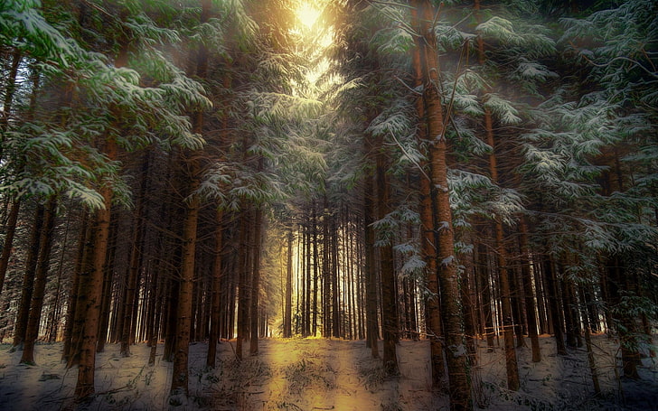yeşil çam ağaçları, orman, doğa, ağaçlar, kış, HDR, güneş ışığı, HD masaüstü duvar kağıdı