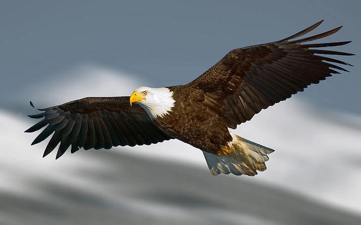 eagle hd 1080p alta qualità, Sfondo HD