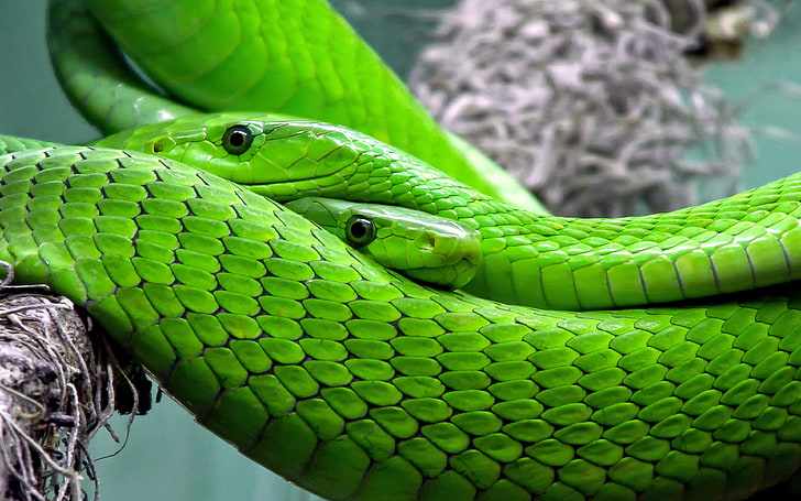 Pc 3840×2400のための有毒なヘビの組の緑のマンバHdの壁紙の高リゾリューション、 HDデスクトップの壁紙
