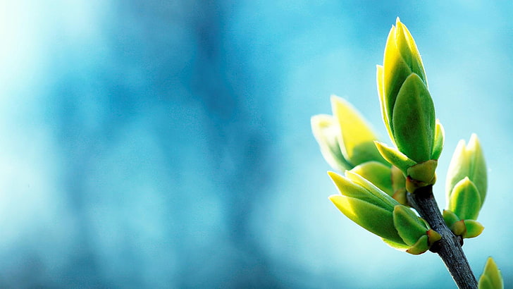 spring backgrounds for widescreen, HD wallpaper