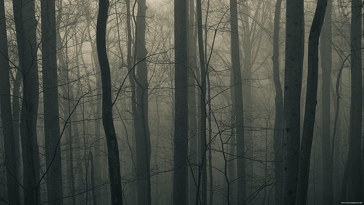 ต้นไม้เปลือยมืดต้นไม้ป่า, วอลล์เปเปอร์ HD