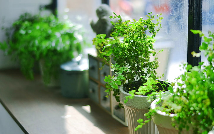 Peitoril da janela luz solar verde em vaso de plantas, HD papel de parede