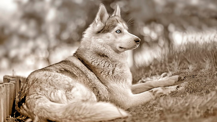 бело-серый сибирский хаски, сибирский хаски, собака, животные, HD обои