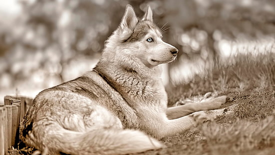 beyaz ve gri Sibirya husky, Sibirya Husky, köpek, hayvanlar, HD masaüstü duvar kağıdı HD wallpaper