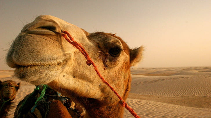 Chameau dans le désert, chameau brun, animal, chameau, désert, Fond d'écran HD