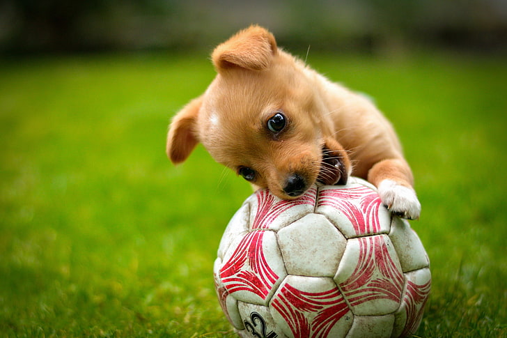 ショートコーティングされた黄褐色の子犬、ゲーム、ボール、犬、赤、子犬、芝生、 HDデスクトップの壁紙
