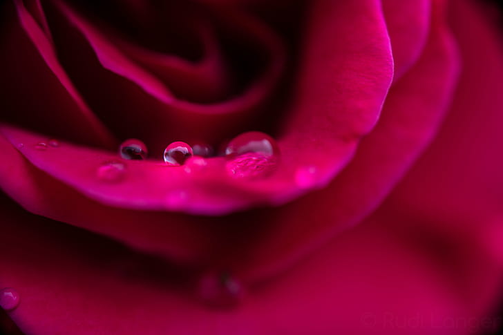 micro photography of water drop on flower, rose, rose, auf, micro, photography, water drop, flower, Rose, Macro, makro, Drops, Raindrops, WOW, 10-mm, extension, ring, Sony-ILCE-7M2, F2.8, petal, nature, rose - Flower, close-up, single Flower, romance, backgrounds, love, red, HD wallpaper