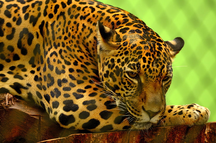 papel tapiz de leopardo, jaguar, depredador, mentira, hocico, Fondo de pantalla HD