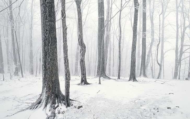fotografia, árvores, inverno, neve, HD papel de parede