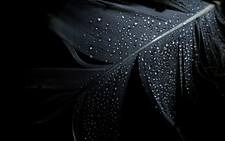 white feather, feathers, water drops, HD wallpaper
