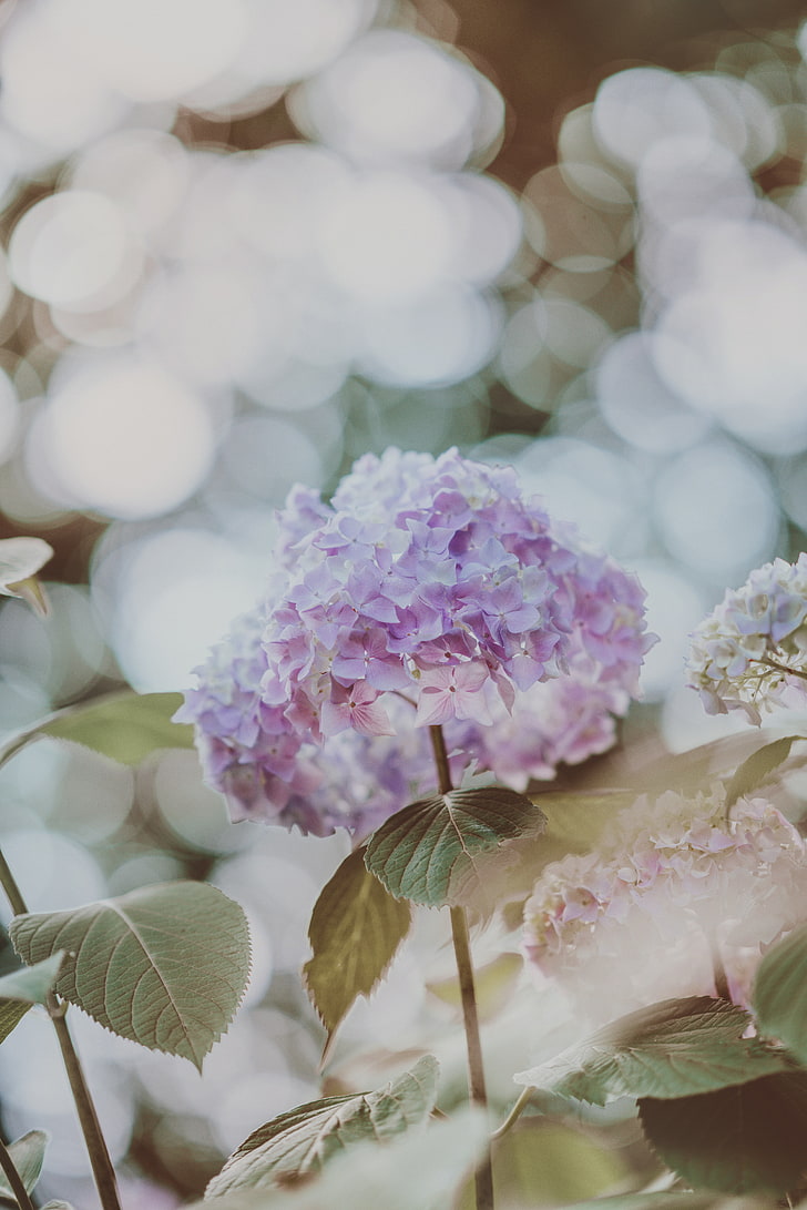 hydrangea, inflorescence, glare, blur, HD wallpaper