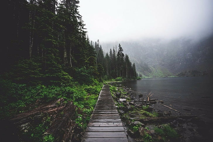 природа, път, гора, вода, мъгла, HD тапет