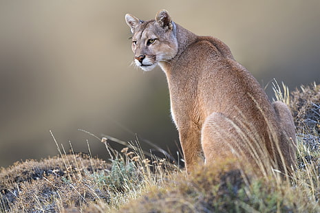  grass, background, wild cat, Puma, Mountain lion, HD wallpaper HD wallpaper