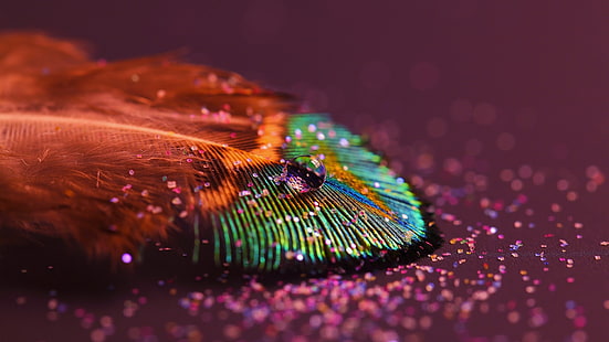 plume de paon multicolore, macrophotographie de plume de paon, humour, coloré, photographie, macro, paillettes, plumes, gouttes d'eau, paons, profondeur de champ, Fond d'écran HD HD wallpaper
